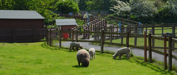 newham city farm