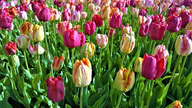 tulipas suécia