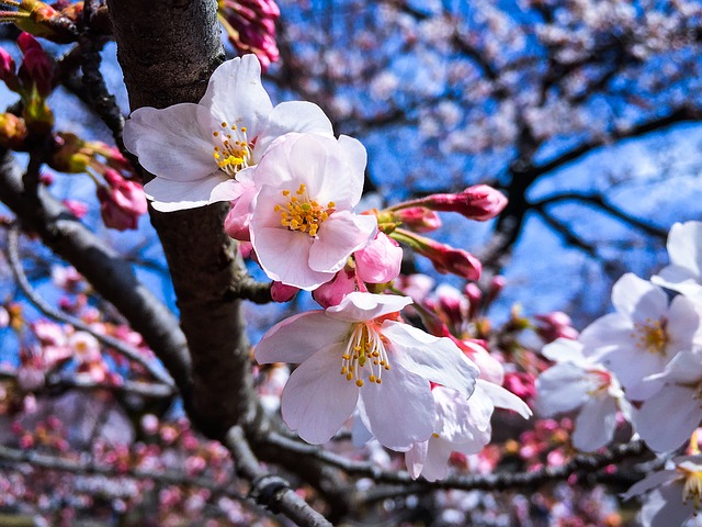 floracao cerejeira japao