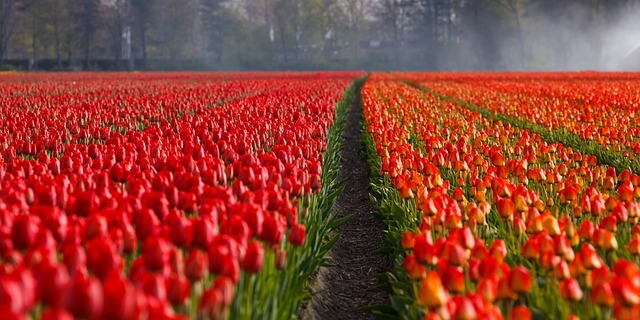 campos de tulipas